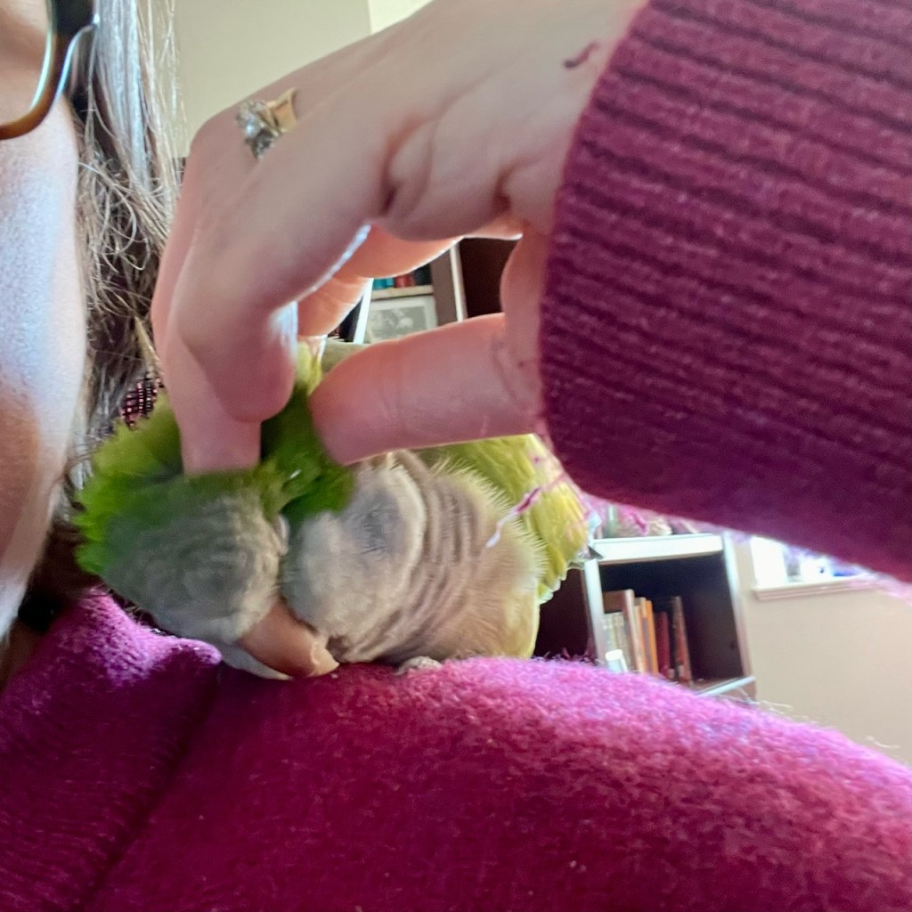 A Day in the Life with My Parrot&nbsp;Pichu